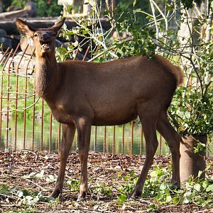 Wapiti (Non-subspecies specific Cervus canadensis), 2019-10-04