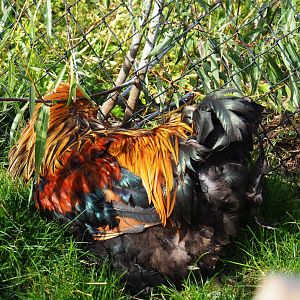 Preening rooster (Gallus gallus domesticus), 2019-10-04