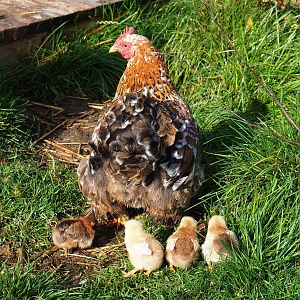 Bantam hen with chicks (Gallus gallus domesticus), 2019-10-04
