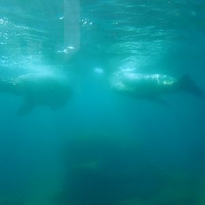 Steller's sea lions underwater (Eumetopias jubatus), 2019-10-04