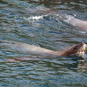 Swimming Steller's sea lion (Eumetopias jubatus), 2019-10-04