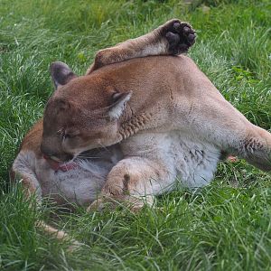 Mountain lion (Puma concolor) licking himself, 2019-10-04