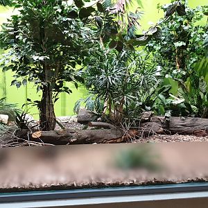 Enclosure Rufous and black sengi in the Ape-house