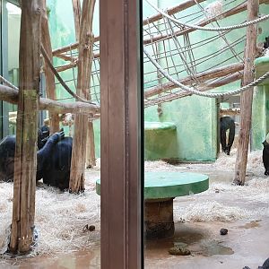 One of the Chimpanzee-indoor enclosures