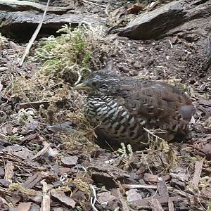 Barred buttonquail - male