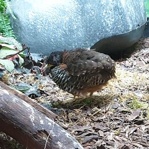 Barred buttonquail - female