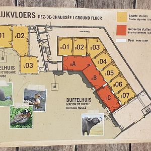 Plan Bird-house in the Buffalo enclosure - Floor area