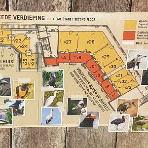 Plan Bird-house in the Buffalo enclosure - Second floor