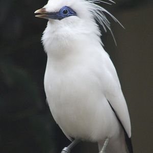 Bali myna