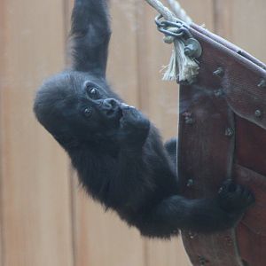 Thandie - Western lowland gorilla ( born Nov. 26 2018 )