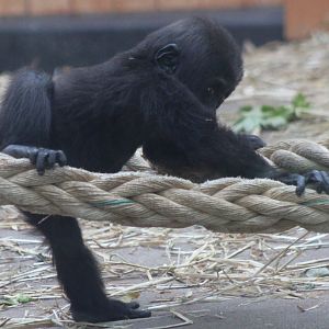 Thandie - Western lowland gorilla ( born Nov. 26 2018 )