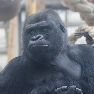 Western lowland gorilla