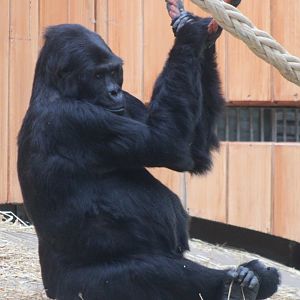 Amahoro - Eastern lowland gorilla ( born 1990 )
