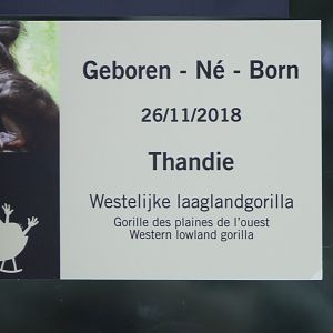 Gorilla birth-sign