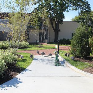 Hamill Family Nature Plaza - Overview (With Free-Ranging Gunieafowl and Peafowl)