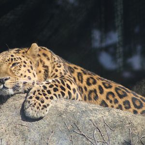 Amur Leopard at Rest