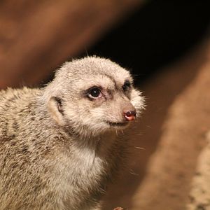 Meerkat Up-Close