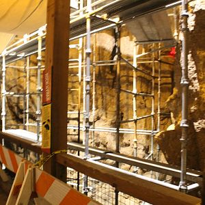 Rock Hyrax Exhibit Renovations