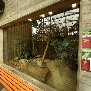 Rhinoceros iguana & Cuban grassquit