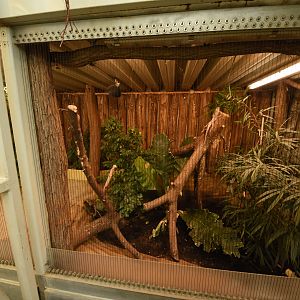 Lizard enclosure