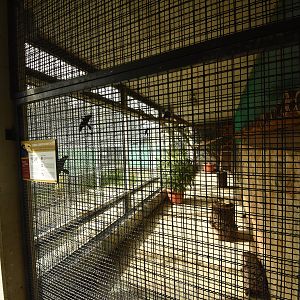 Tropical house - Oriental pied hornbill