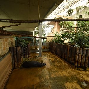 Tropical house - Pygmy hippo enclosure