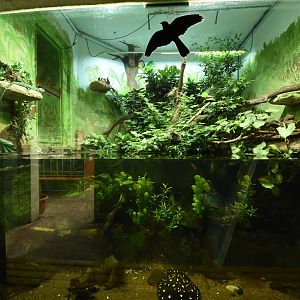 Tropical house - Sting ray & Basilisk terrarium
