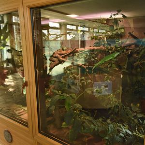 Tropical house - Fiji banded iguana