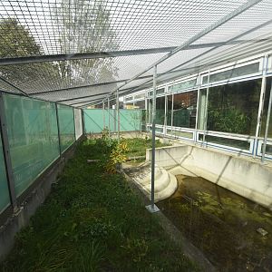 Future Pied hornbill, kanchil & tortoise enclosure