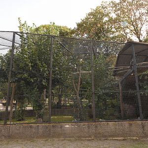 Manchurian golden eagle