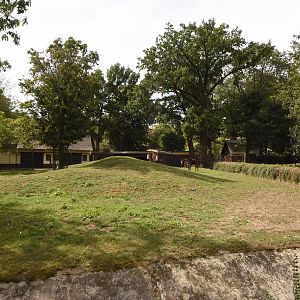 Sable antelope paddock