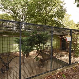 Silver pheasant aviary