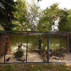 Common raven aviary