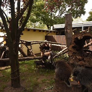 N-American porcupine enclosure