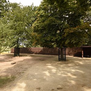 Ouessant sheep paddock