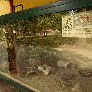 Harvest mouse terrarium