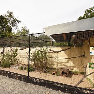 Rose-ringed parakeet & Tortoise enclosure
