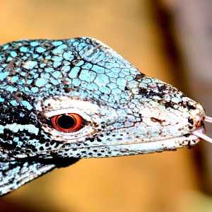 Blue tree monitor; London Zoo; 15th October 2019