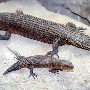 Gidgee spiny-tailed skink; London Zoo; 15th October 2019