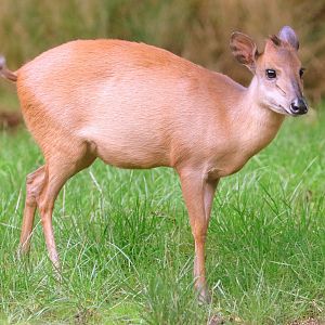 Red forest duiker; London Zoo; 15th October 2019