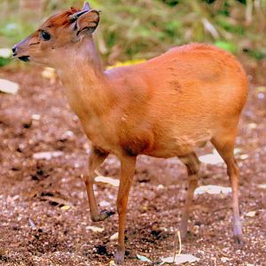 Red forest duiker; London Zoo; 15th October 2019