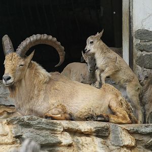 West Caucasian tur (Capra caucasica)