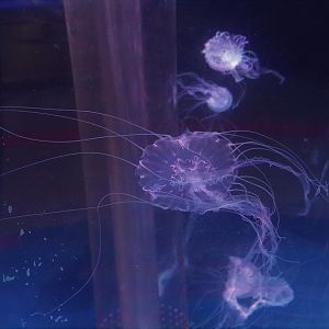 Chrysaora quinquecirrha