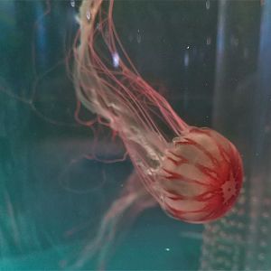 Chrysaora melanaster