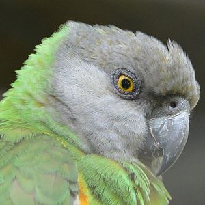 Senegal parrot portrait