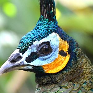 Green peafowl portrait