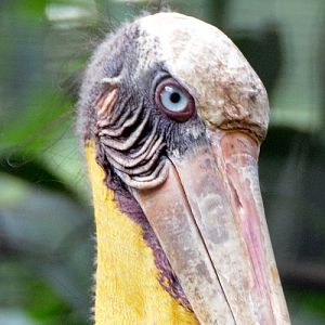 Adjutant stork portrait