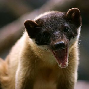 Yellow-throated marten yawn