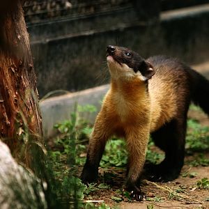 Yellow-throated marten