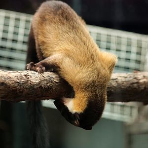Yellow-throated marten exploring the new enclosure